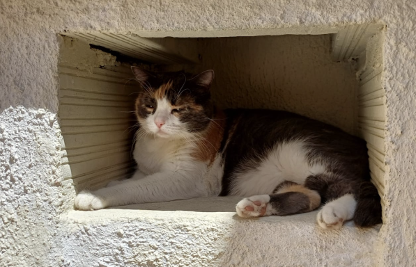 Un chat tricolore relaxe dans une alcôve en pierre.