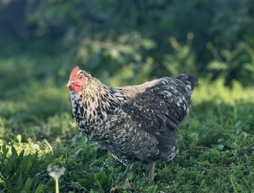 Poule noire aux plumes tachetées, évoluant dans une prairie verte.