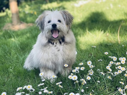 Chien mignon assis dans un champ de fleurs blanches, souriant sous le soleil.