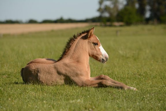 Un poulain allongé sur l'herbe, dans un champ verdoyant sous un ciel dégagé.